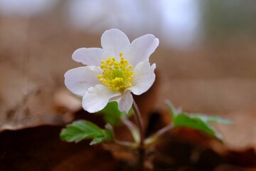 Sticker - Spring white flower in the forest - single Anemone nemorosa