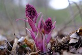 Fototapeta  - Flowers of pink butterbur (Petasites hybridus) - it is medicinal plant