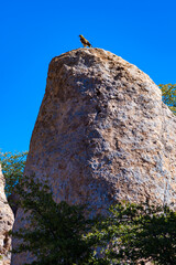 The red-tailed hawk (Buteo jamaicensis) - bird of prey sits on a rock in Rocks State Park, New Mexico