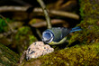 Blaumeise // Eurasian blue tit (Cyanistes caeruleus)