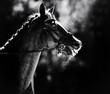 A black and white portrait of a beautiful horse wearing a bridle. Equestrian sports, horse riding, and the love of horses.