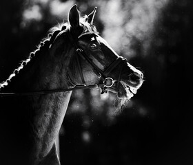 Wall Mural - A black and white portrait of a beautiful horse wearing a bridle. Equestrian sports, horse riding, and the love of horses.