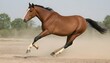 A Horse With Its Legs Kicking Up Dust Trotting
