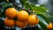  a bunch of oranges hanging from a tree with drops of water on the leaves and the fruit still on the tree.