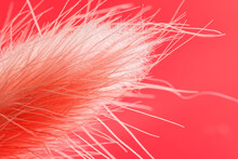 Lagurus Italiana Delicate - Pink Spike Of Dried Flower On Bright Red Background. Macro. Photo. Selective Focusing