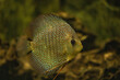 Discus fish swimming in freshwater.