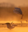 Great Egrets Fighting in Sunrise 