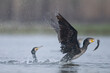 Great Cormorants fighting for Fish 