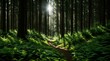 Glowing sunlight streaming through vibrant woodland displaying path edged with tall trees and ferns 