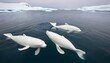 A Family Of Beluga Whales Swimming In The Arctic W