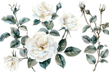 Set Of Watercolor On Floral White Rose Branches. Wedding Concept A White Background