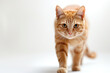 A beauty red cat walking on a white background