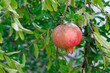 Close-up of a pomegranate, garnet hanging on a tree branch