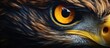 Closeup image capturing the intense gaze of a bird of prey, showing a detailed view of its eye and beak. The majestic creature belongs to the Accipitridae family under the Falconiformes order