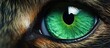 A detailed closeup of a cats vibrant green iris, surrounded by long eyelashes and eyebrowlike markings, creating a mesmerizing and artistic image