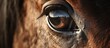 An artistic closeup of a horses eye reveals intricate details like eyelashes, wrinkles, and a reflection of a majestic mountain in the iris