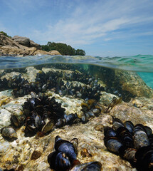 Wall Mural - Mussels in the sea on a rocky shore seen from water surface, split view over and underwater, Atlantic ocean, natural scene, Spain, Galicia, Rias Baixas