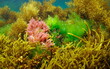 Red seaweed Asparagopsis armata with green seaweed Ulva lactuca surrounded by various brown algae underwater in the Atlantic ocean, natural scene, Spain