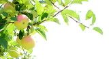Fototapeta Las - Ripe yellow-red apples on an apple tree - apple orchards in South Tyrol shortly before the apple harvest