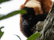 Close-up view of beautiful wild Red lemur high in a tree surrounded by nature. Red ruffed lemur looking at camera.