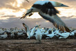 Gannet colony at sunrise, Cape Kidnappers, New Zealand