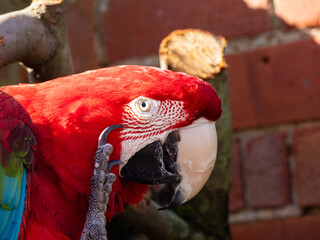 Scarlet Macaw. Cute bird parrot forest macaw endangered animal