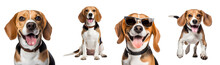 Collection Of Happy Moments Of A Beagle Dog: Running, Sitting, Close Up, Playing, With Sunglasses, Isolated On Transparent Background, PNG