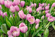 many pink tulips in a greenhouse