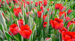 many red tulips in a greenhouse