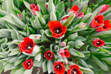 Fototapeta Kosmos - many red tulips in a greenhouse