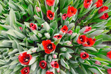 Fototapeta Kosmos - many red tulips in a greenhouse