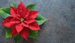 poinsettia flower with red and green leaves symbol of christmas european spurge star of bethlehem european poinsettia top view png flores de noche buena