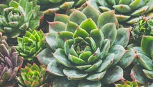 Close Up Of Succulent Plants Background Or Texture