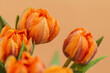 Beautiful bouquet of vivid orange tulip flowers with water drops