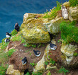 Adorable Atlantic puffins perched on top of a Scottish rocky and grassy cliff