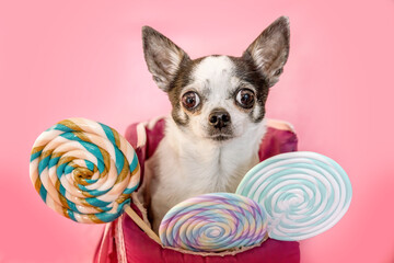 Poster - A small chihuahua dog in front of pink studio background