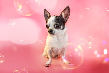 Poster - A small chihuahua dog in front of pink studio background