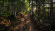 A muddy trail winding through a dense forest, with towering trees overhead casting dappled shadows on the ground