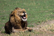 Portrait of a lion on safari in Botswana