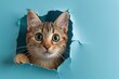A playful cat surprises by tearing up the blue paper, creating a charming and captivating scene. Ideal banner for veterinarian, biscuit treats, pet store, funny card with copy space