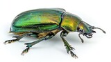 Fototapeta Tęcza - Green June beetle on a white background, showcasing the detailed textures and colors of this fascinating insect.