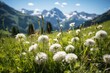 A field of dandelions under the mountains, a beautiful natural landscape