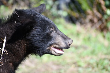 Black bear cub covered in hay.