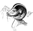 Ram head. Hand drawn retro styled black and white illustration