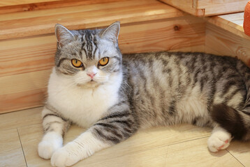 Wall Mural - Portrait of cute American short hair cat looking something and lying on wood floor in house.