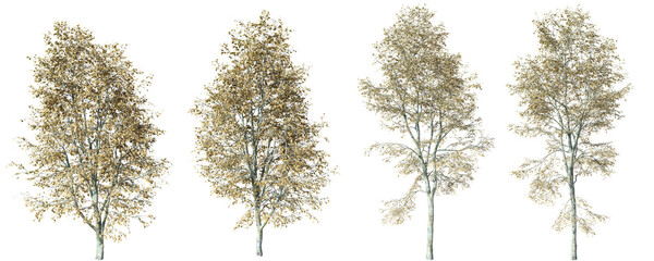 Poster - tilia platyphyllos tree isolated on transparent background 3d png