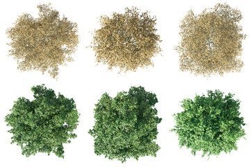 Fototapete - Top view tilia platyphyllos tree isolated on transparent background 3d PNG
