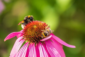 Wall Mural - A closeup shot of a bee collecting pollen on a purple echinacea flower