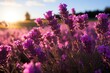 Herbaceous plant with violet petals under a purple sky