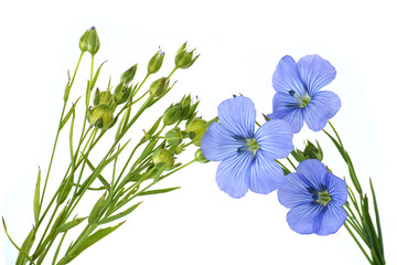 Wall Mural - Vibrant blue common flax flower in close up